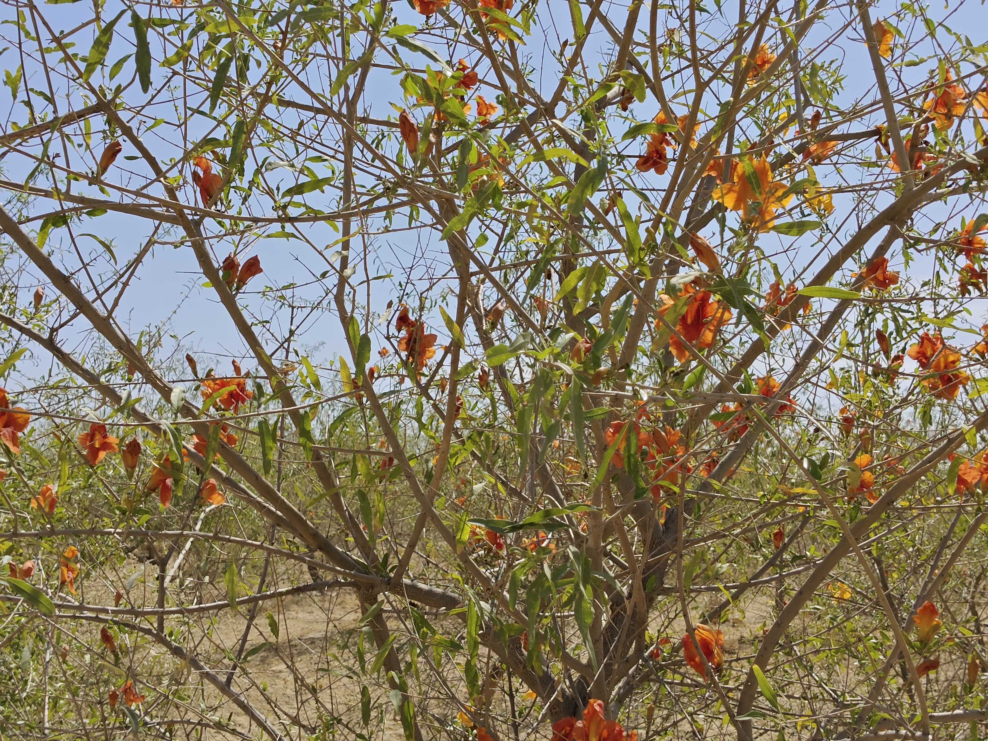 Compensatory Afforestation